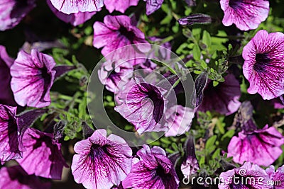 Garden petunia hybrid (Petunia Ã— atkinsiana) in garden, blooming in spring Stock Photo